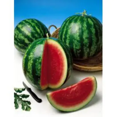 Ройал Кримсон Свит / Royal Crimson Sweet