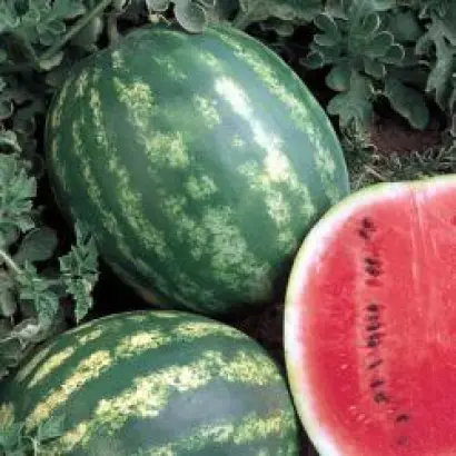 Эврика F1 / Eureka F1