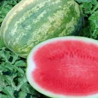 Маджестик F1 / Majestic F1