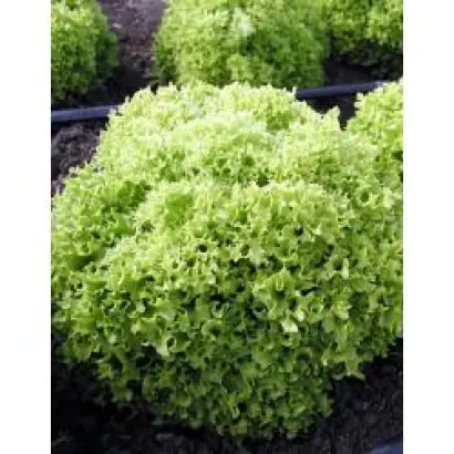 Касабелла / Casabella