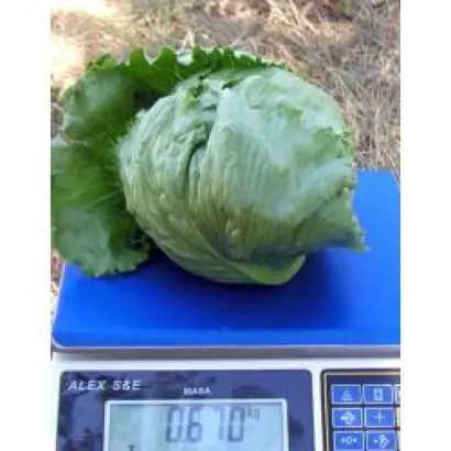 Стэлион / Stallion