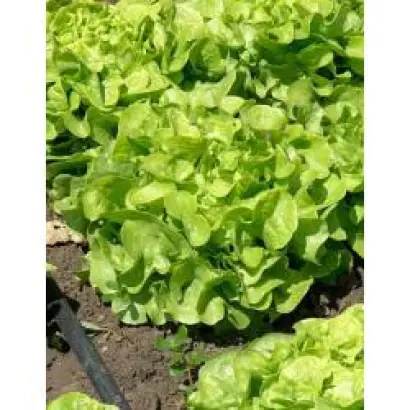 Фризол / Freesol