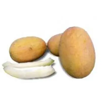 Делано F1 / Delano F1