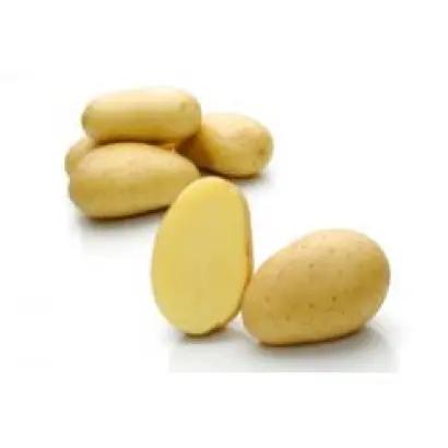 Велокс / Velox