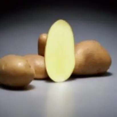 Бернадетте / Bernadette