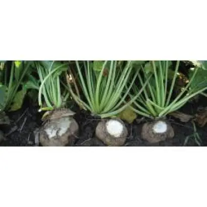 Лавиния Rz Cr F1