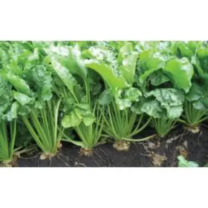 Снежанна Rz Cr F1