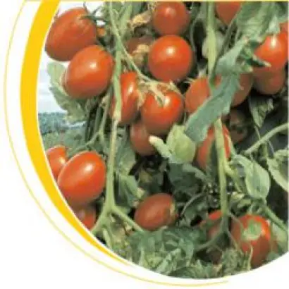 Джетта F1 / Jetta F1