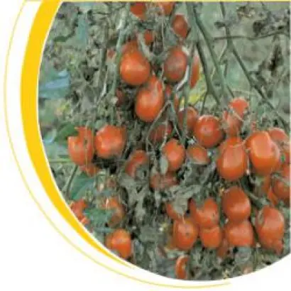 Таша F1 / Tasha F1