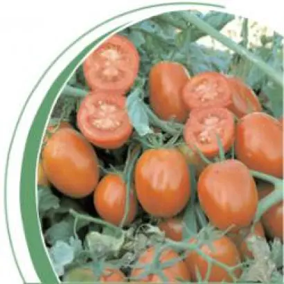 Калиста F1 / Calista F1