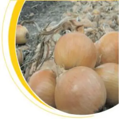 Франциско / Franzisco