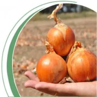 Каладо F1 / Calado F1