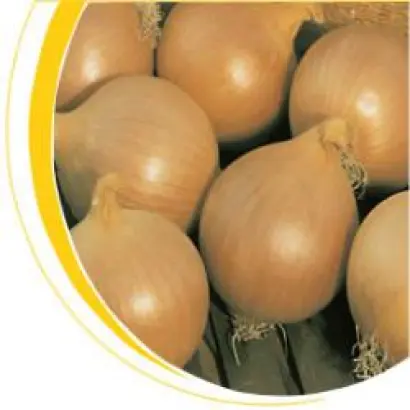 Карлос F1 / Carlos F1