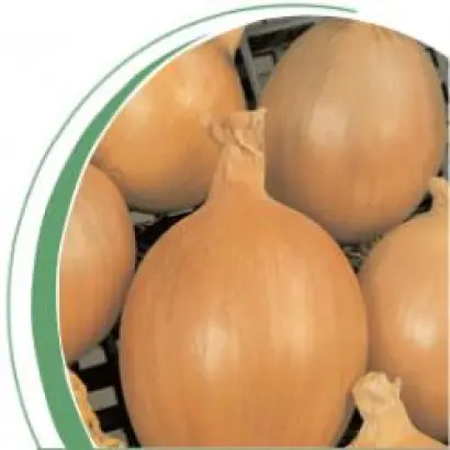 Бургос F1 / Burgos F1