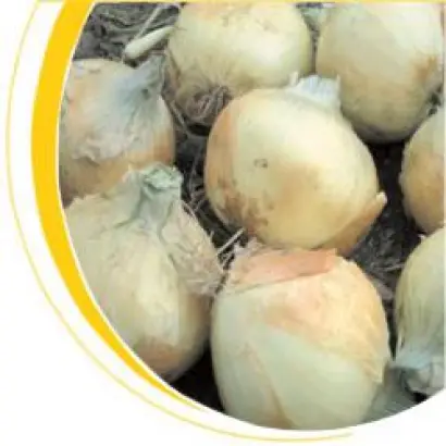 Вольф F1 / Wolf F1