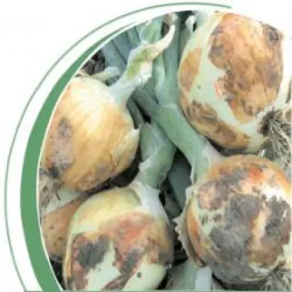 Пантер F1 / Panther F1