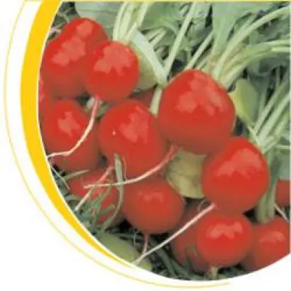 Чарито F1 / Charito F1