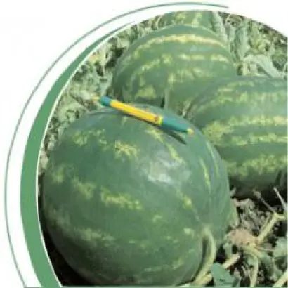 Варда F1 / Varda F1