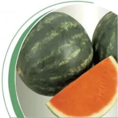 Экстези F1 / Extazy F1