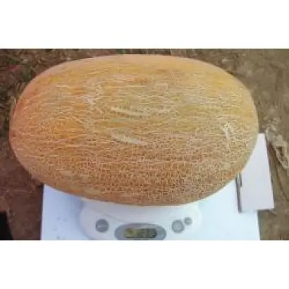 Амал F1 / Amal F1