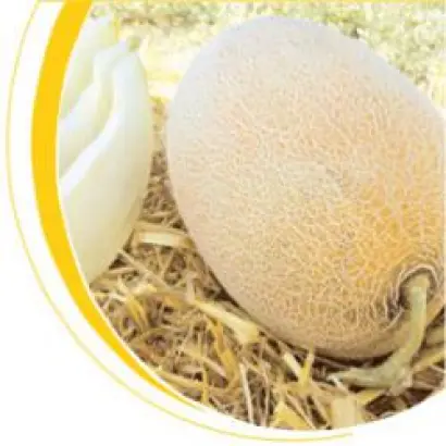 Бижур F1 / Bijour F1