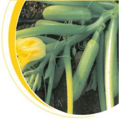 Эзра F1 / Ezra F1