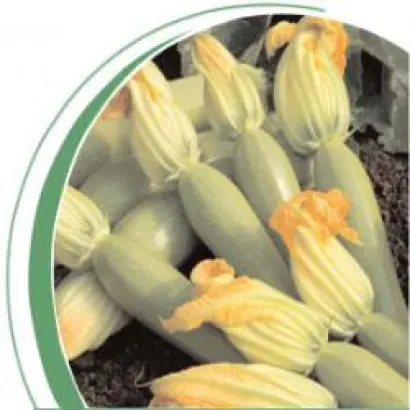 Фора F1 / Fora F1