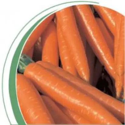 Волкано F1 / Volcano F1