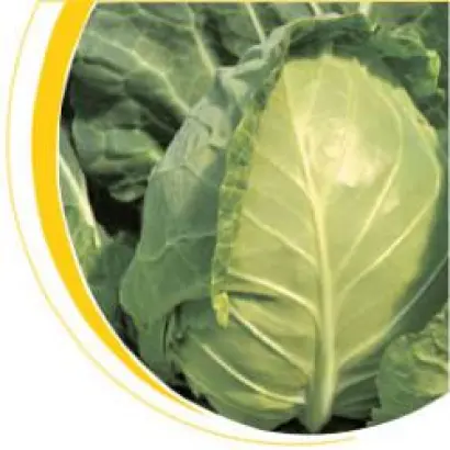 Магнус F1 / Magnus F1 (NiZ 17-932 F1)