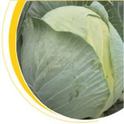 Кастелло F1 / Castello F1