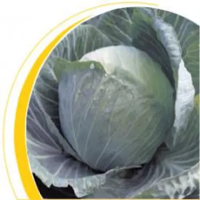 Оторино F1 / Otorino F1