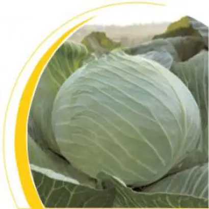 Бартон F1 / Burton F1