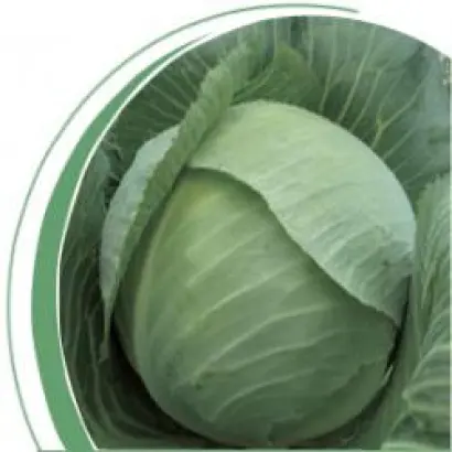 Руссо F1 / Russo F1