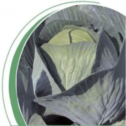 Лион F1 / Lion F1