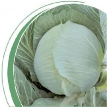 Гилсон F1 / Gilson F1