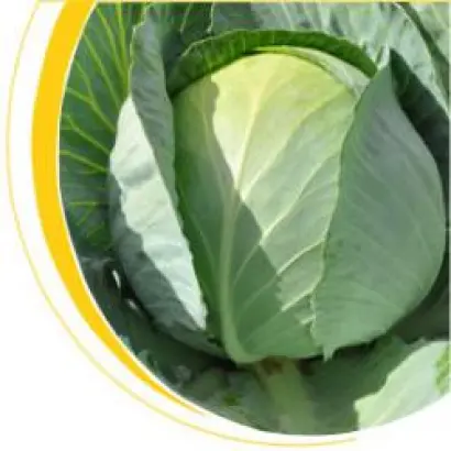 Сати F1 / Satie F1 (NiZ 17-1062 F1)