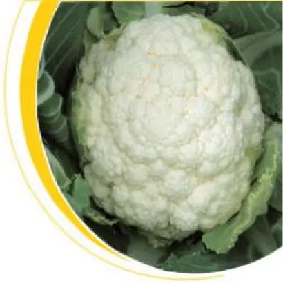 Локрис F1 / Locris F1