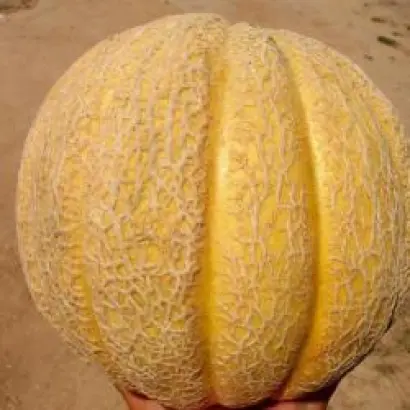 Суперстар F1 / Superstar F1