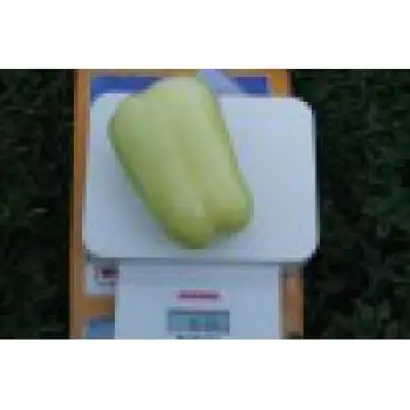 ФЛАМИНГО F1 / FLAMINGO F1