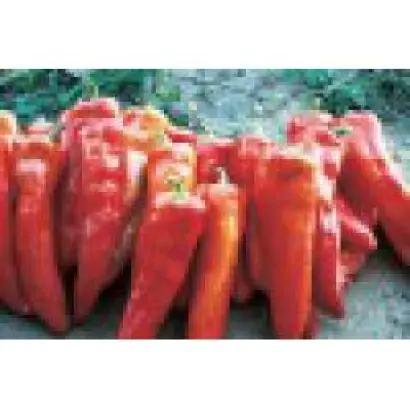 АРЛЕКИН F1 / ARLEQUIN F1