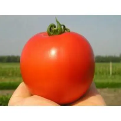 Гектор F1 / Hektor F1