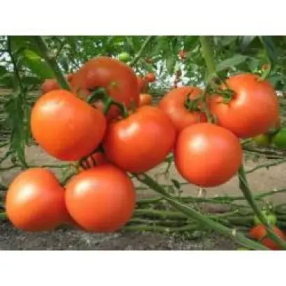 Картье F1 / Kartier F1