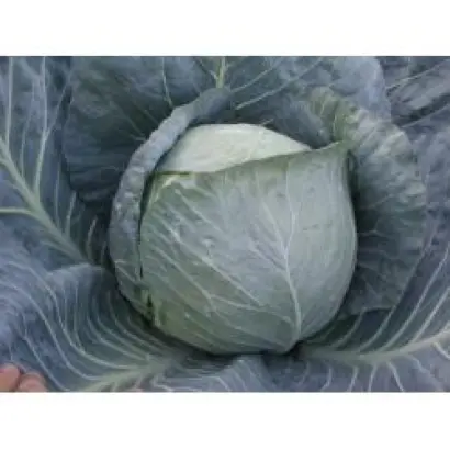 БРАВО F1 / BRAVO F1