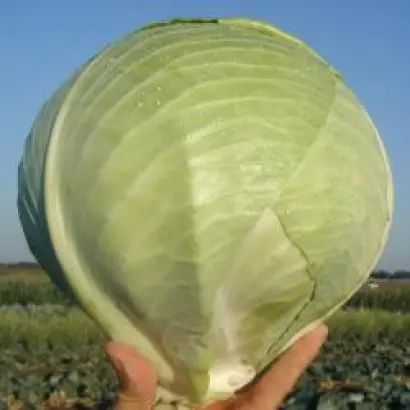 МАРАБУ F1 / MARABOU F1