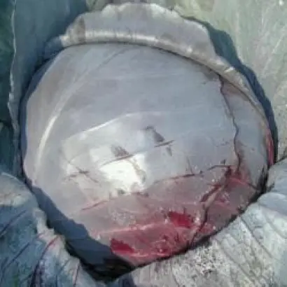 РЕДСКАЙ F1 / REDSKY F1