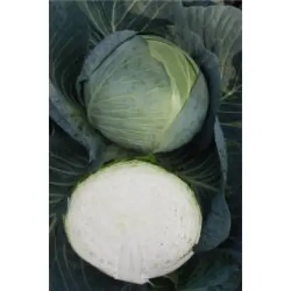 ЦЕНТУРИОН F1 / CENTURION F1