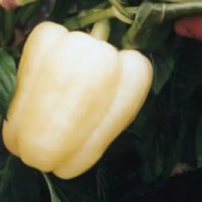 НИКИТА F1 / NIKITA F1