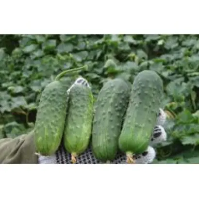 РОЯЛ F1 / ROYAL F1