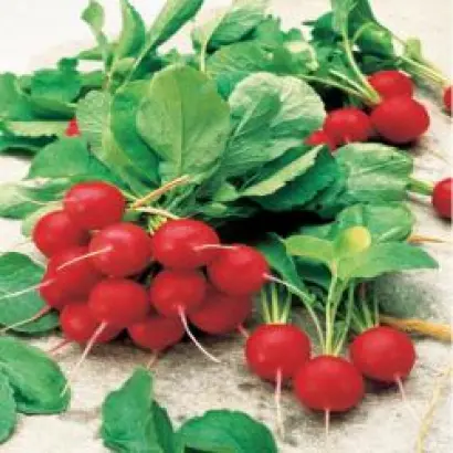 ДЖОЛЛИ / JOLLY