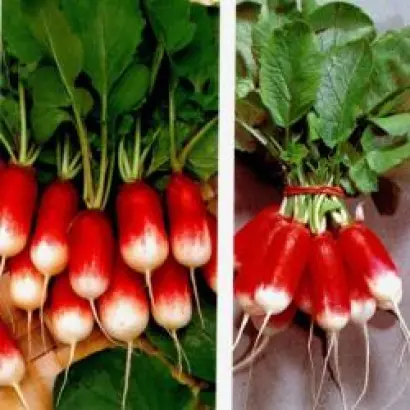 ФРАНЦУЗСКИЙ ЗАВТРАК / FRENCH BREAKFAST